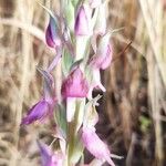 Anacamptis sancta Flor