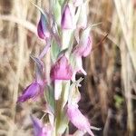 Anacamptis sancta Flors