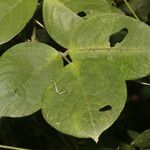 Centrosema macrocarpum List