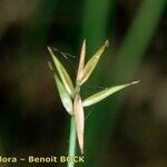 Carex pauciflora Inny