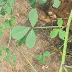 Crotalaria laburnifolia Leaf