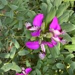 Polygala myrtifolia 花