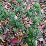 Rubus hirsutus Fuelha
