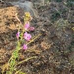 Sieruela allamani Λουλούδι