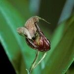 Scaphosepalum anchoriferum Flor