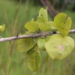 Flacourtia indica Blatt