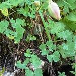 Aquilegia pyrenaica Характер