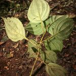 Clidemia septuplinervia Hoja