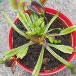 Dionaea muscipulaبرگ