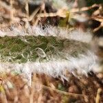 Austrocylindropuntia vestita Leaf