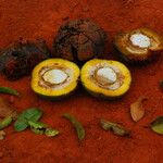 Irvingia excelsa Fruit