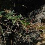 Epilobium glaberrimum Celota