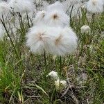 Eriophorum scheuchzeri Blüte