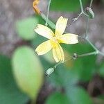 Lactuca muralis Flower