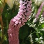 Veronica spuria Flower