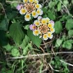 Lantana camaraFlor