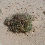 Odyssea paucinervis Habit