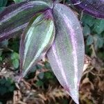 Tradescantia zebrina Leaf