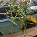 Rhipsalis cereuscula Flor