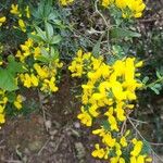 Cytisus spinosus Blomma