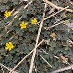 Oxalis corniculataFlower