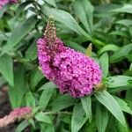 Buddleja davidiiЦветок