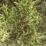 Juniperus thuriferaبرگ