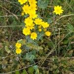 Blackstonia perfoliata Blomma