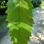 Quercus libani Leaf