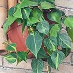 Philodendron cordatum Yaprak