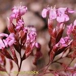 Limonium insigne Other