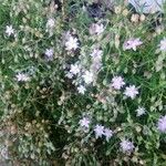 Spergularia rupicola Flower