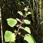 Tetradenia riparia Leaf