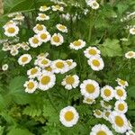 Tanacetum partheniumफूल