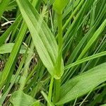 Epipactis palustris Corteza
