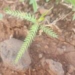 Chamaecrista mimosoides Hoja