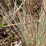 Festuca breviaristata Blatt