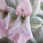 Salvia leucophylla Kwiat