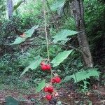 Rubus moluccanus Hábitos