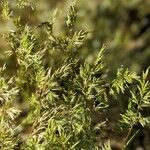 Schismus arabicus Hoja