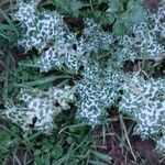 Silybum marianum List
