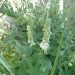 Platostoma hildebrandtii Flor