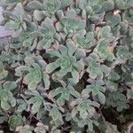 Aeonium valverdense 葉