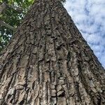 Baillonella toxisperma Bark