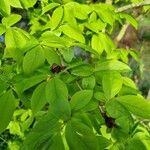 Stewartia rostrata Fruto