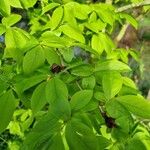 Stewartia rostrata Fruitua