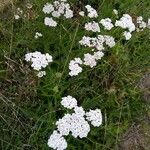 Achillea millefoliumFlor