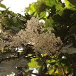 Monosis conferta Flor