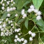 Ageratina riparia Flor