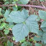 Rubus luticola Outro